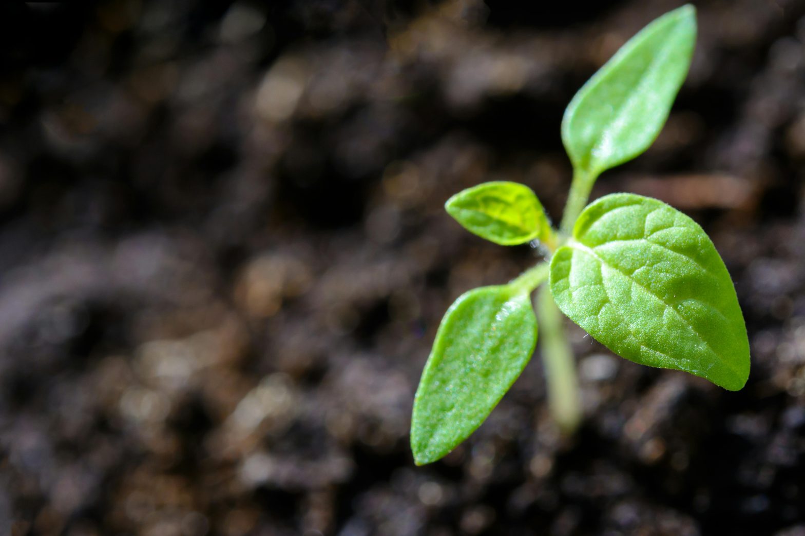 Certificación ecológica